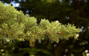 Cupressus macrocarpa in Christchurch Botanic Gardens 02.jpg
