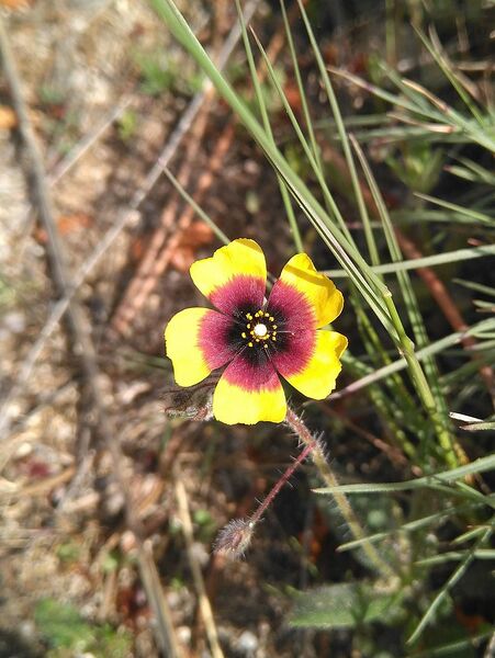 Archivo:Tuberaria guttata 2601.jpg