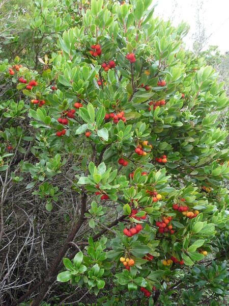 Archivo:Arbutus unedo Corsica.jpg