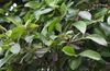 Netrider-Ficus microcarpa 2.jpg
