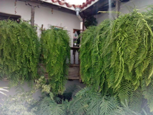 Casa Quintana Interior 2012.png