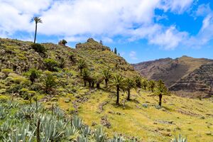 Palm trees in Valle Gran Rey on La Gomera, Spain (48293821677).jpg