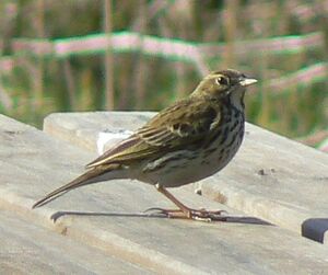 Anthus pratensis 1.jpg