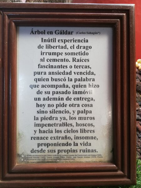 Archivo:Drago de Gáldar Poema.jpg