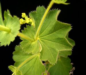 Alchemilla mollis ies.jpg
