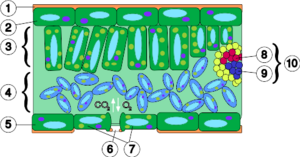 Leaf anatomy universal.svg