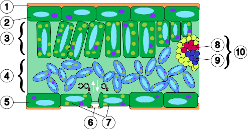 Archivo:Leaf anatomy universal.svg