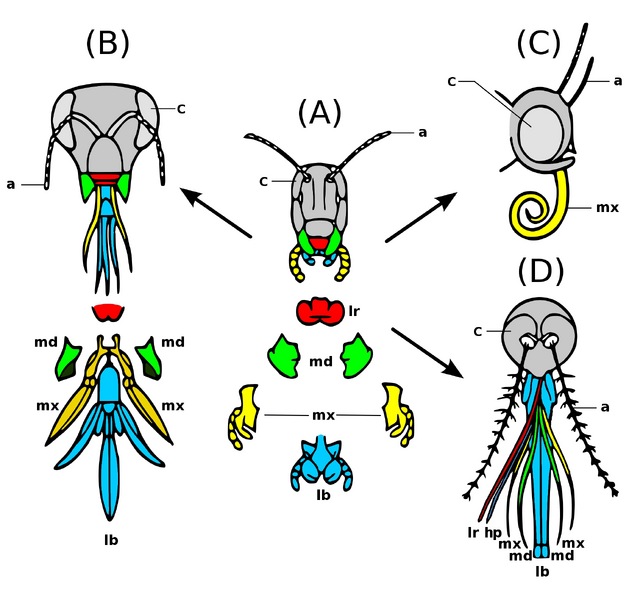 Archivo:Evolution insect mouthparts coloured derivate.png