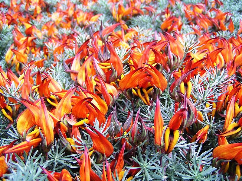 Archivo:Lotus berthelotii1.jpg