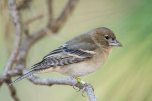 Pinzón azul de Gran Canaria (hembra), M. A. Peña.jpg