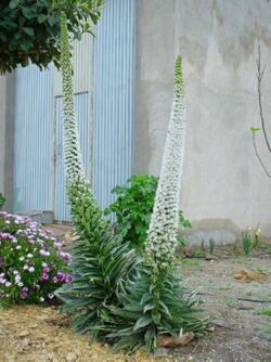 Echium simplex.jpg