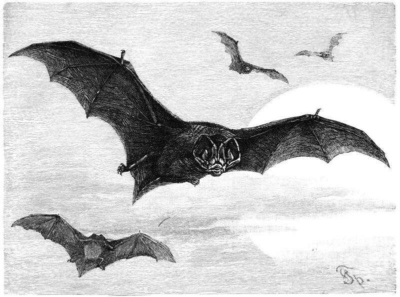 Archivo:Mopsfledermaus-drawing.jpg