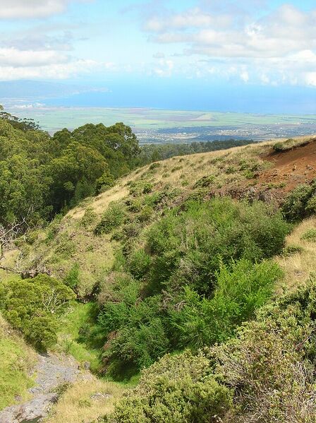 Archivo:Starr 050815-7378 Cytisus palmensis.jpg
