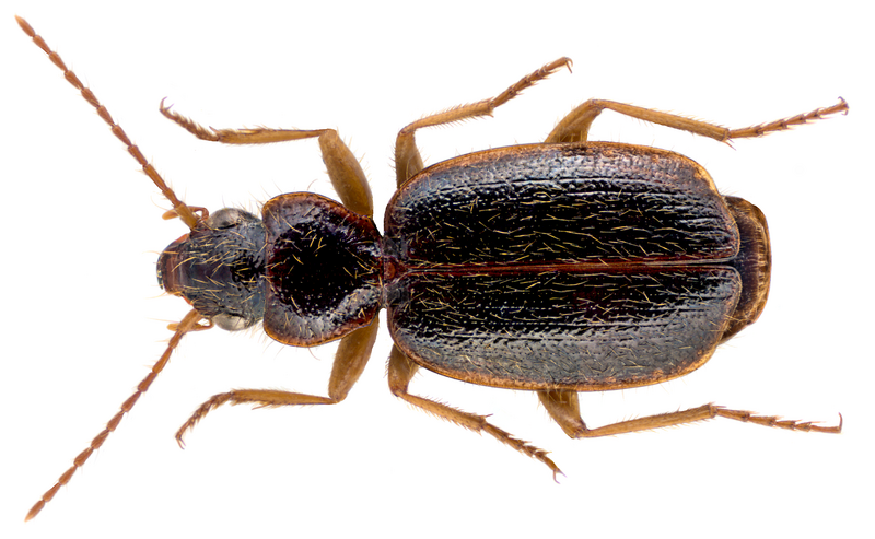 Archivo:Cymindis cincta Brullé, 1839 (15812338954).png