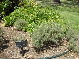 Descurainia millefolia Gardenology.org.jpg