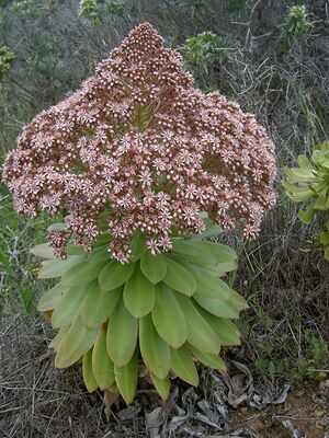 Aeonium appendiculatum06.jpg
