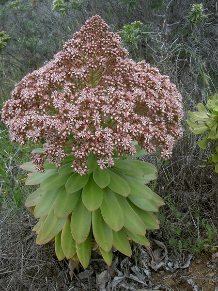 Archivo:Aeonium appendiculatum06.jpg