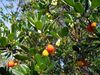 Arbutus unedo (fruits and flowers).jpg
