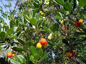 Arbutus unedo (fruits and flowers).jpg