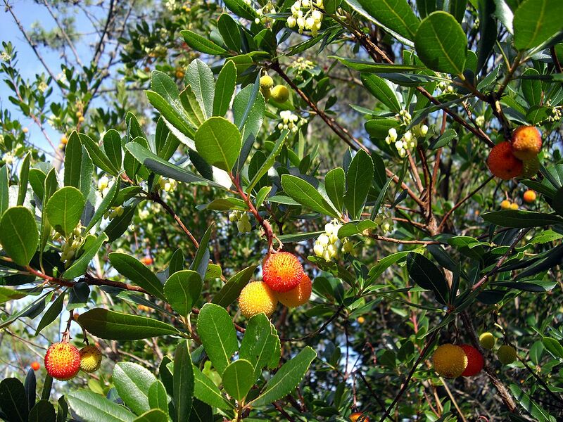 Archivo:Arbutus unedo (fruits and flowers).jpg
