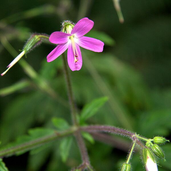 Archivo:IMG 4212-Geranium canariensis.jpg