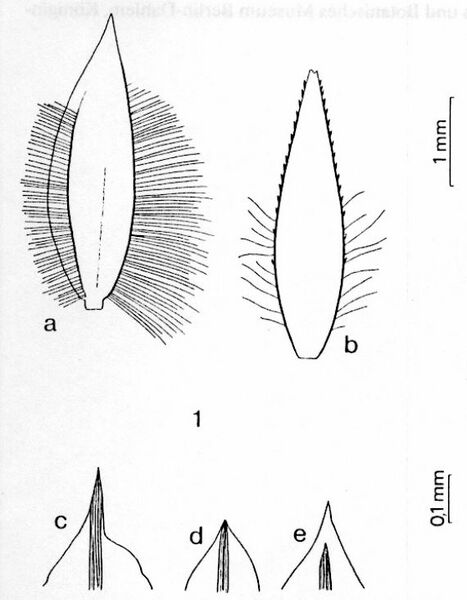 Archivo:Poa pitardiana HScholz.jpg