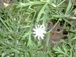 Argyranthemum adauctum.jpg