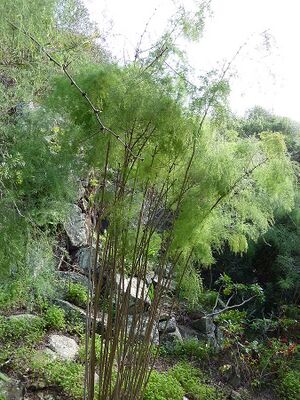 Asparagus scoparius.jpg