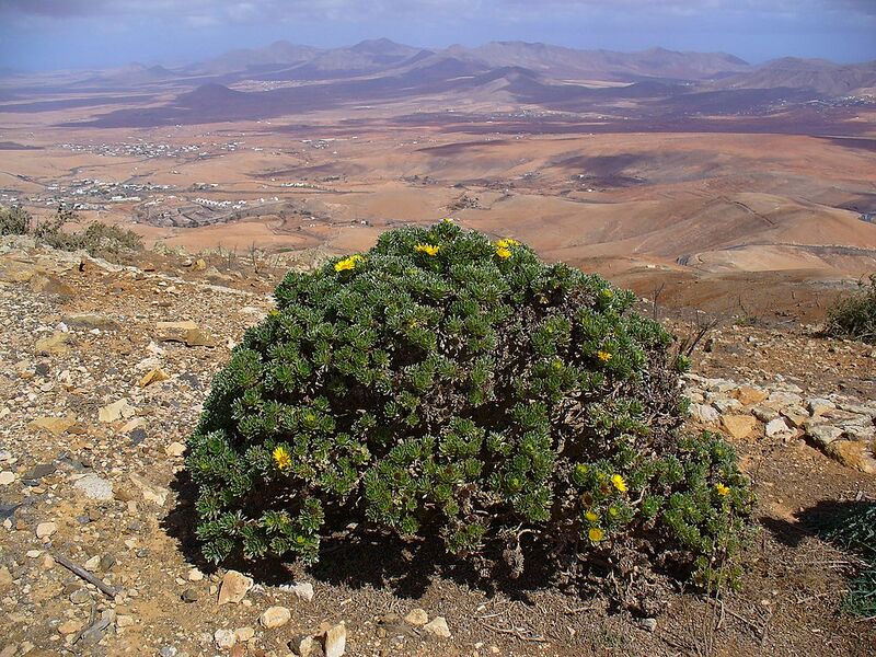 Archivo:Asteriscus sericeus - Fuerteventura 1.JPG