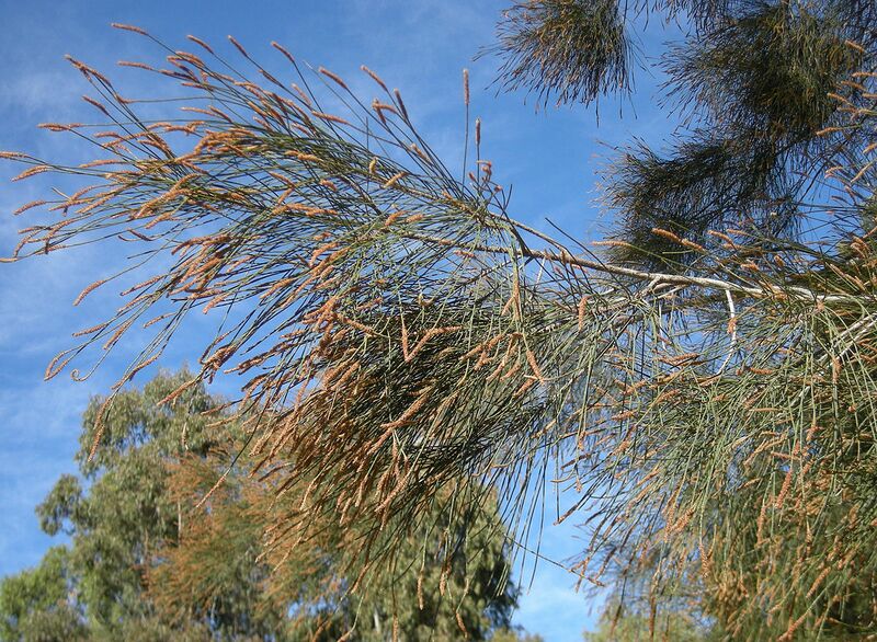 Archivo:Casuarina cunninghamiana flowers.jpg