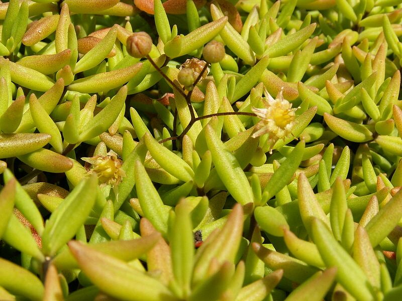 Archivo:Monanthes anagensis PICT3964.jpg