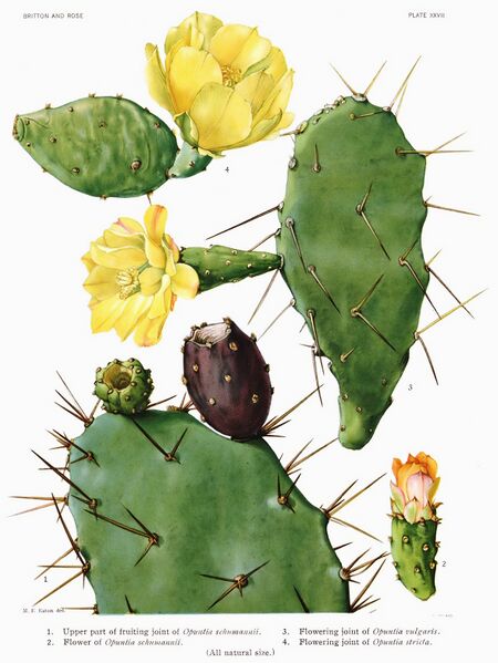 Archivo:Opuntia16 filtered.jpg