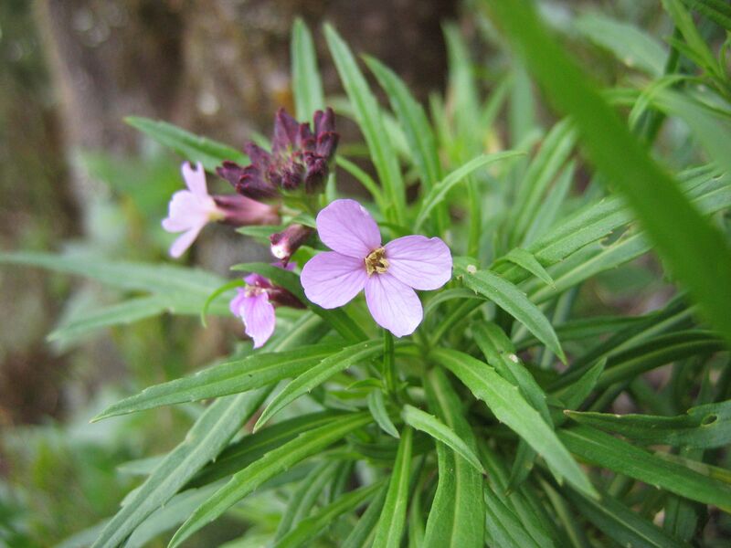 Archivo:Erysimum bicolor2.jpg