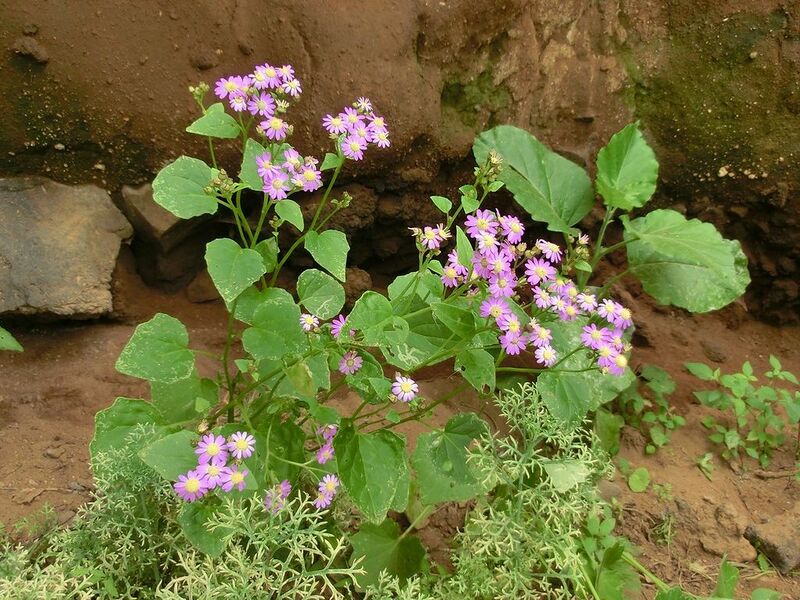 Archivo:Pericallis echinata 1 Tenerife.jpg