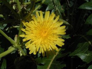 Sonchus canariensis (Puntagorda) 01.jpg