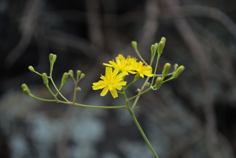 Archivo:Inflorescencia Sonchus leptocephalus.jpg