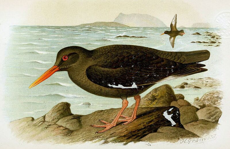Archivo:Canarian Oystercatcher.jpg