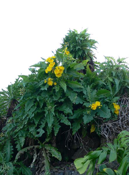 Archivo:Sonchus congestus.jpg