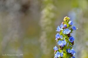 Tajinaste Azul (6086393).jpeg