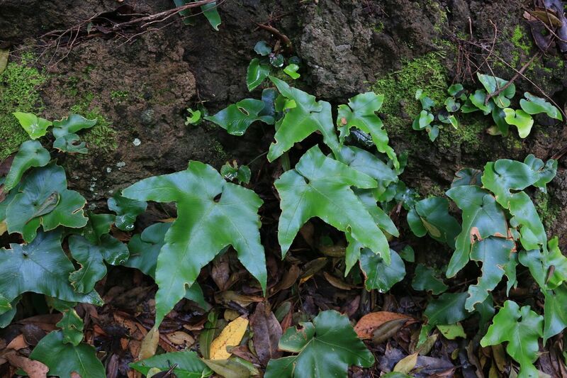 Archivo:Img 7343-habitat.jpg