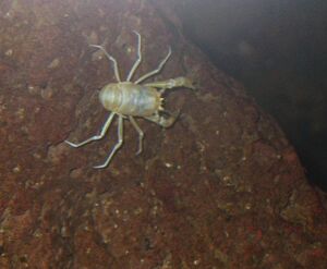 Munidopsis polymorpha.jpg