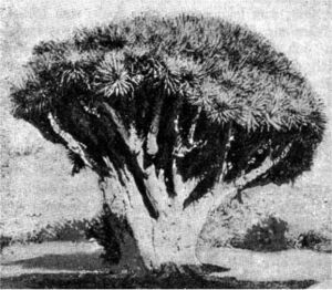 Dracæna Draco, Nordisk familjebok.jpg