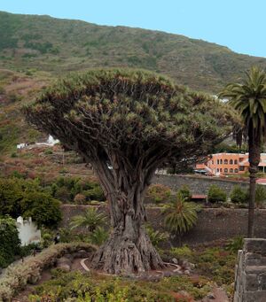 Dracaena draco adj.jpg