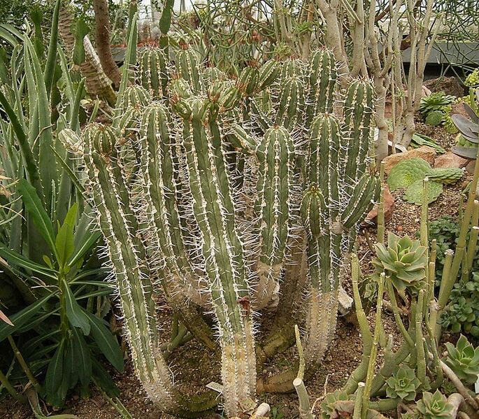 Archivo:Euphorbia handiensis 02 ies.jpg