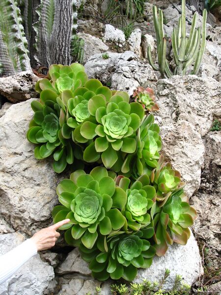Archivo:Aeonium canariense Monaco.jpg