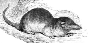 Brehms - Crocidura russulus.jpg