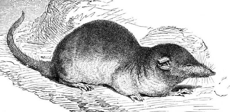 Archivo:Brehms - Crocidura russulus.jpg