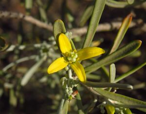 Cneorum pulverulentum 2601.jpg