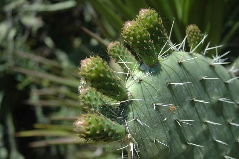 Archivo:Pear Cactus.jpg