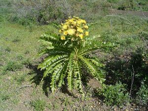 Sonchus canariensis (El Paso) 01 ies.jpg